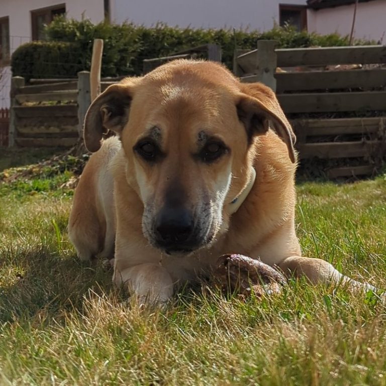 Hund Münsingen