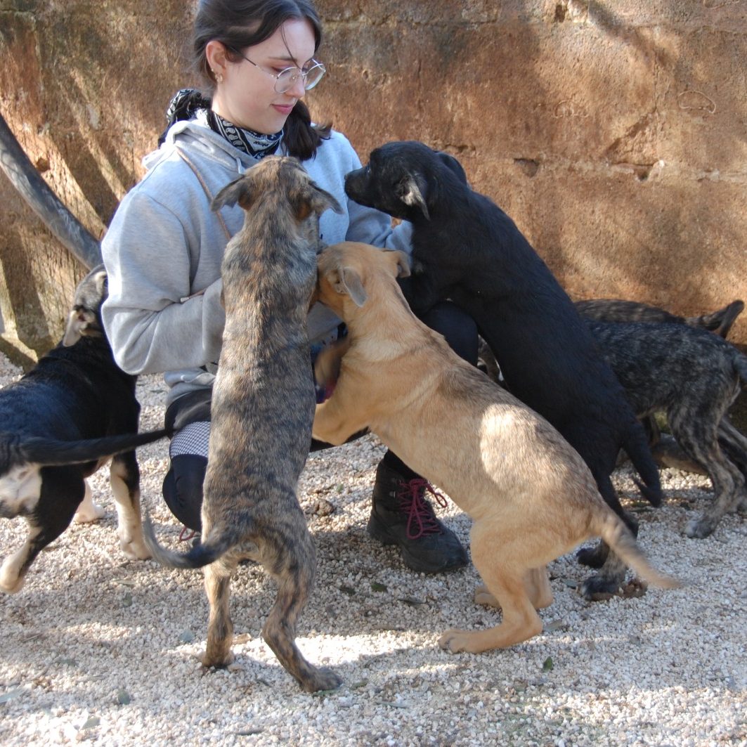 Hundetrainer Münsingen