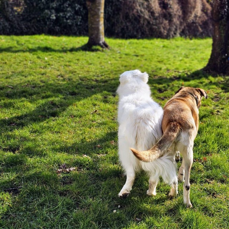 Tierschutzhund Beratung