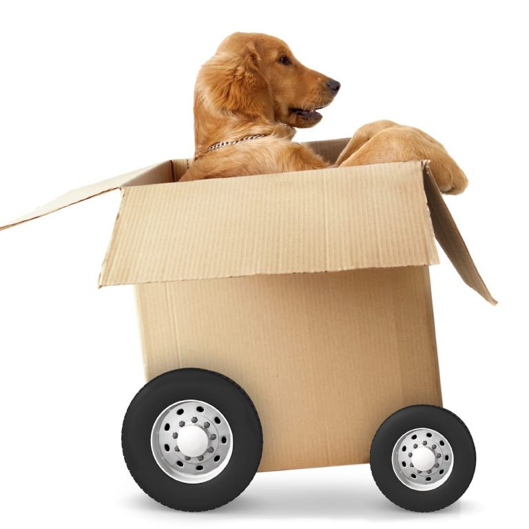 Hundetraining Münsingen